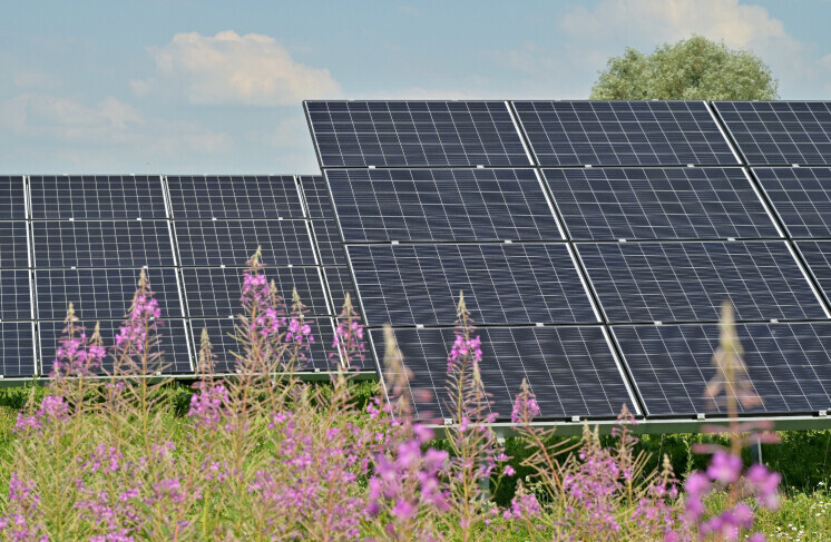 Solar panels in a field